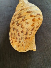 Listing 3 of 4 for Rare 30cm Triton Trumpet Shell – Ideal for Putatara / Taonga Puoro