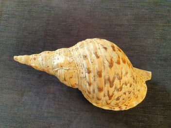 Listing 2 of 4 for Rare 30cm Triton Trumpet Shell – Ideal for Putatara / Taonga Puoro