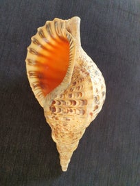 Listing 4 of 4 for Rare 30cm Triton Trumpet Shell – Ideal for Putatara / Taonga Puoro