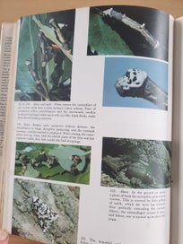 Listing 3 of 18 for 2 collectable informative books. NZ Insects. NZ Native Animals. 1971, 1954