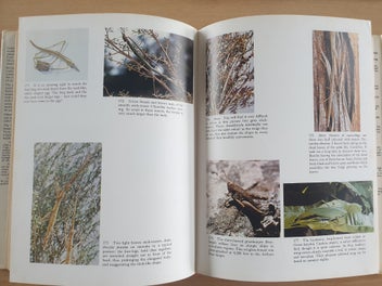 Listing 4 of 18 for 2 collectable informative books. NZ Insects. NZ Native Animals. 1971, 1954