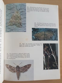 Listing 6 of 18 for 2 collectable informative books. NZ Insects. NZ Native Animals. 1971, 1954