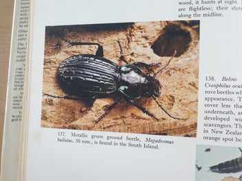 Listing 7 of 18 for 2 collectable informative books. NZ Insects. NZ Native Animals. 1971, 1954