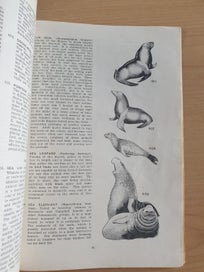 Listing 9 of 18 for 2 collectable informative books. NZ Insects. NZ Native Animals. 1971, 1954