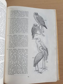 Listing 10 of 18 for 2 collectable informative books. NZ Insects. NZ Native Animals. 1971, 1954