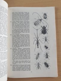 Listing 11 of 18 for 2 collectable informative books. NZ Insects. NZ Native Animals. 1971, 1954