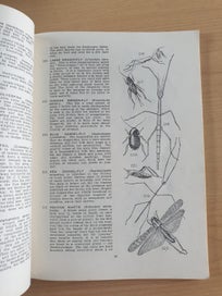Listing 13 of 18 for 2 collectable informative books. NZ Insects. NZ Native Animals. 1971, 1954