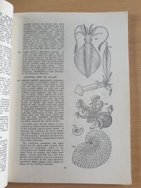 Listing 14 of 18 for 2 collectable informative books. NZ Insects. NZ Native Animals. 1971, 1954