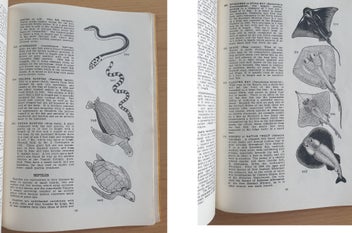 Listing 16 of 18 for 2 collectable informative books. NZ Insects. NZ Native Animals. 1971, 1954