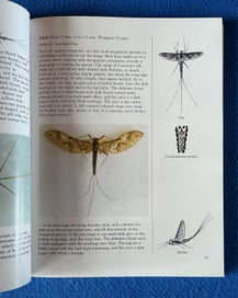 Listing 5 of 9 for Trout Stream Insects Of New Zealand - How To Imitate And Use Them - Norman Marsh