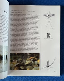 Listing 6 of 9 for Trout Stream Insects Of New Zealand - How To Imitate And Use Them - Norman Marsh