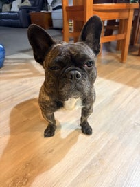 Listing 6 of 6 for Safety First Slim Ride All in One.