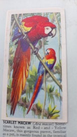 Listing 3 of 8 for 1961 Brooke Bond Picture Cards - Tropical Birds