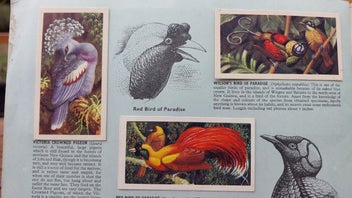 Listing 5 of 8 for 1961 Brooke Bond Picture Cards - Tropical Birds
