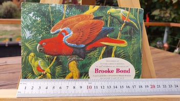 Listing 6 of 8 for 1961 Brooke Bond Picture Cards - Tropical Birds