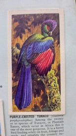 Listing 8 of 8 for 1961 Brooke Bond Picture Cards - Tropical Birds