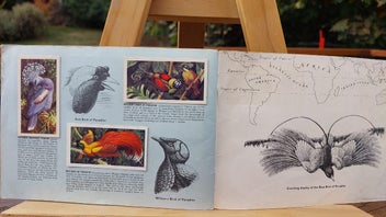 Listing 7 of 8 for 1961 Brooke Bond Picture Cards - Tropical Birds