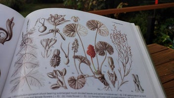 Listing 2 of 9 for 1978 Big Beautiful Book - Flowering Plants of the World