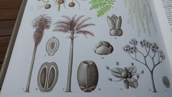 Listing 9 of 9 for 1978 Big Beautiful Book - Flowering Plants of the World