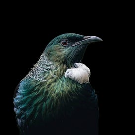 Listing 16 of 17 for Vision on Tiles – Unique NZ Art on Tiles and Glass