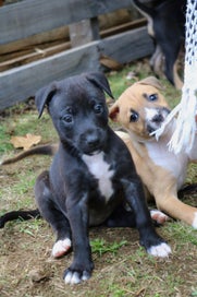 Listing 4 of 5 for Puppies for loving families