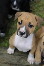 Listing 5 of 5 for Puppies for loving families