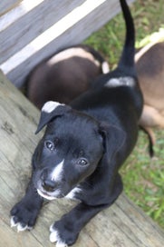 Listing 3 of 5 for Puppies for loving families