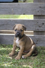 Listing 2 of 5 for Puppies for loving families