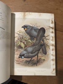 Listing 9 of 9 for Buller's Birds of New Zealand 1888 2-volume RARE