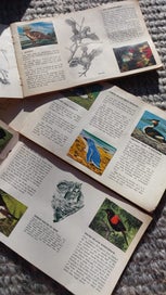 Listing 3 of 7 for 3 x Vintage GREGGS JELLY Card Books