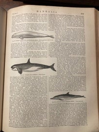 Listing 7 of 9 for Encyclopaedia Britannica complete 9th and 10th edition set Published 1902