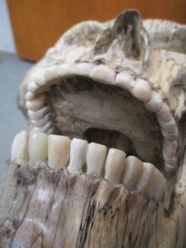 Listing 8 of 8 for SH 1855 - Large Hand Carved Wooden Skull - carved bone teeth