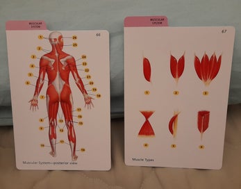 Listing 3 of 3 for Anatomica's Flash Cards. Excellent Condition!