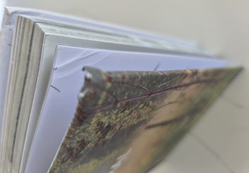 Listing 3 of 4 for Planting the Natural Garden