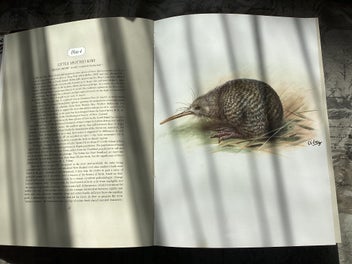 Listing 2 of 12 for The Unpublished New Zealand Bird Paintings, George Lodge 1st ed