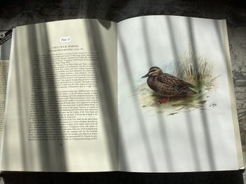 Listing 3 of 12 for The Unpublished New Zealand Bird Paintings, George Lodge 1st ed
