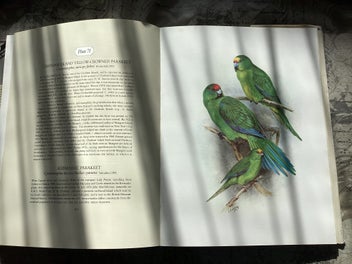 Listing 6 of 12 for The Unpublished New Zealand Bird Paintings, George Lodge 1st ed