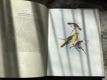 Listing 5 of 12 for The Unpublished New Zealand Bird Paintings, George Lodge 1st ed