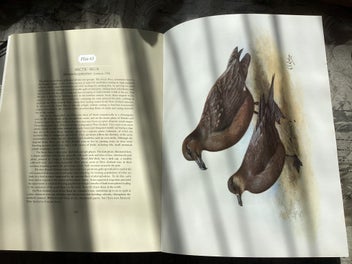 Listing 7 of 12 for The Unpublished New Zealand Bird Paintings, George Lodge 1st ed