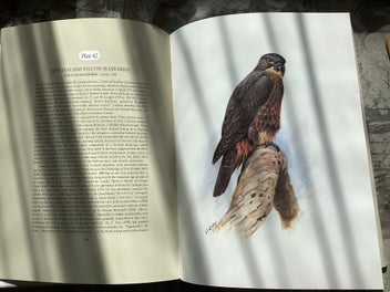 Listing 8 of 12 for The Unpublished New Zealand Bird Paintings, George Lodge 1st ed