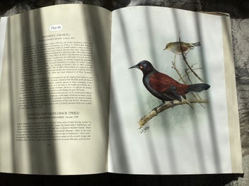 Listing 12 of 12 for The Unpublished New Zealand Bird Paintings, George Lodge 1st ed