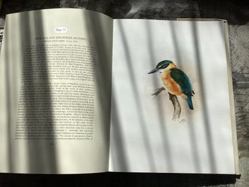 Listing 10 of 12 for The Unpublished New Zealand Bird Paintings, George Lodge 1st ed