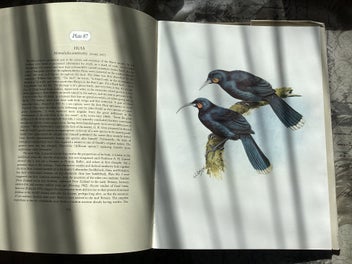 Listing 11 of 12 for The Unpublished New Zealand Bird Paintings, George Lodge 1st ed