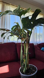 Listing 4 of 5 for Thai Constellation Monstera