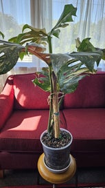 Listing 2 of 5 for Thai Constellation Monstera