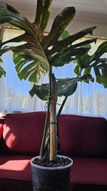 Listing 3 of 5 for Thai Constellation Monstera