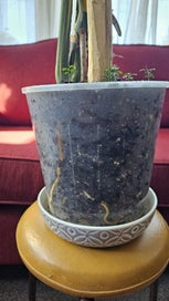 Listing 5 of 5 for Thai Constellation Monstera