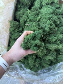Listing 2 of 3 for Preserved Reindeer Moss
