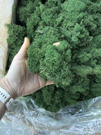 Listing 3 of 3 for Preserved Reindeer Moss