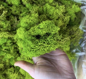 Listing 2 of 3 for Preserved Reindeer Moss
